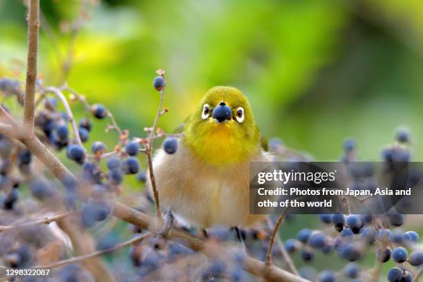 japanese white-eye enjoying/eating black berries of ligustrum obtusifolium - téléobjectif photos et images de collection