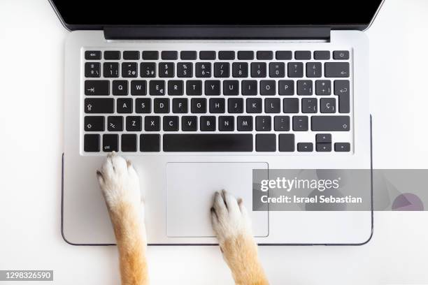 dog paws on a laptop. concept of work exploitation - paw stock pictures, royalty-free photos & images