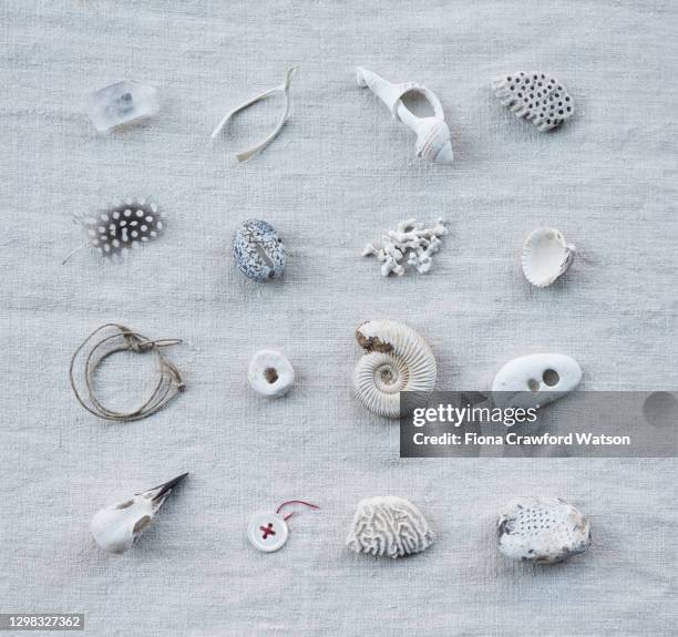 arrangement of shells, pebbles, quartz. feather ammonite and skull on linen - animal bone stock pictures, royalty-free photos & images