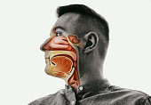 Anatomy of the mouth, throat and nose.