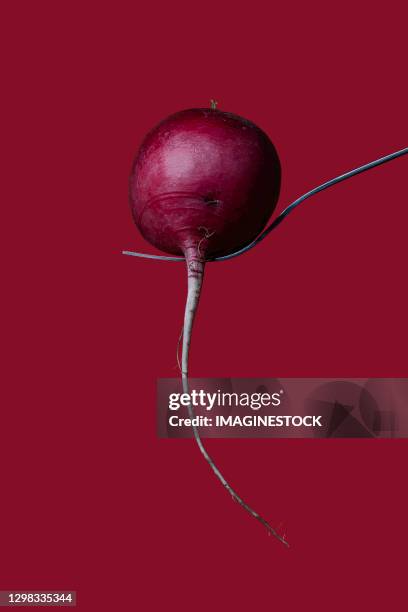 radish on fork on a dark pink background - radijs stockfoto's en -beelden
