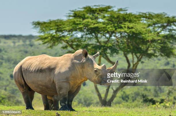 white rhino - endangered species stock pictures, royalty-free photos & images