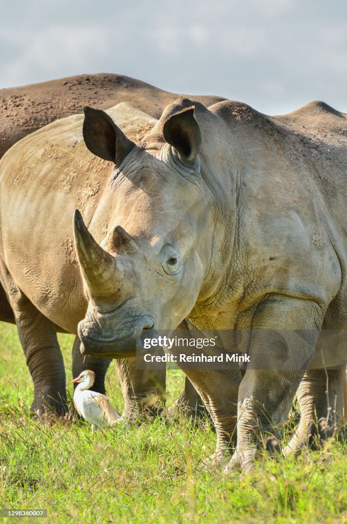 White Rhino