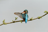 Kingfisher cleaning his wings (Alcedo atthis)