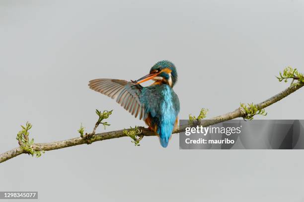 kingfisher cleaning his wings (alcedo atthis) - preening stock pictures, royalty-free photos & images