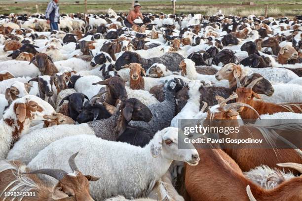 two shepherds taking care of a herd of goats and sheep in a sheepfold in gobi desert, mongolia - 内モンゴル ストックフォトと画像