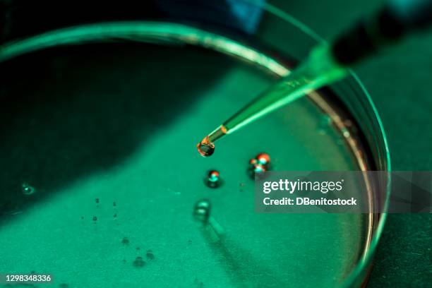 detail of a drop of a fluid coming out of a pipette to be deposited in a petri dish by a scientist in a laboratory - bio tech stock pictures, royalty-free photos & images