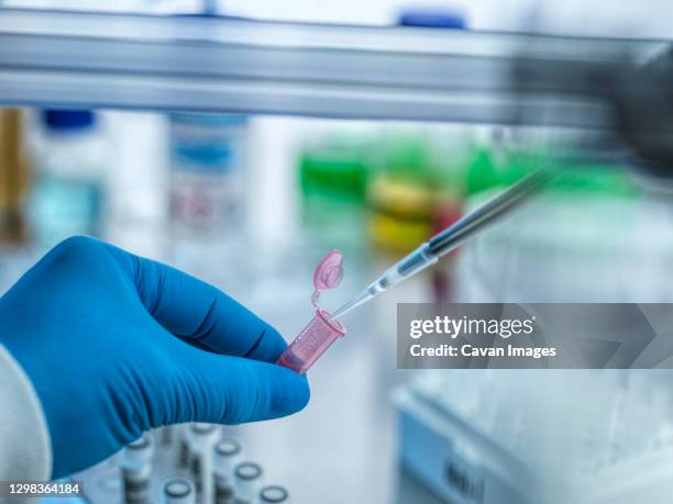 biotechnology, pipetting sample into a vial during an experiment - vaccine uk stock pictures, royalty-free photos & images