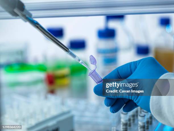 dna, scientist pipetting a dna sample into a vial ready for testing. - instrumento de la reacción en cadena de la polimerasa fotografías e imágenes de stock