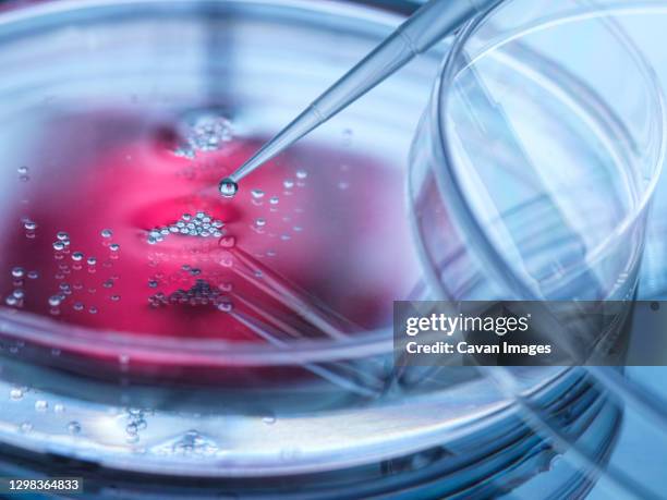 cell research, pipetting sample into a petri dish of cells in the lab - genetically modified food stock pictures, royalty-free photos & images