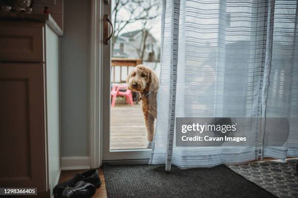 goldendoodle dog looking through big glass door outside - back door stock pictures, royalty-free photos & images