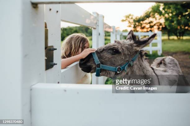 little boy pets miniature donkey on farm - goat wearing collar stock-fotos und bilder