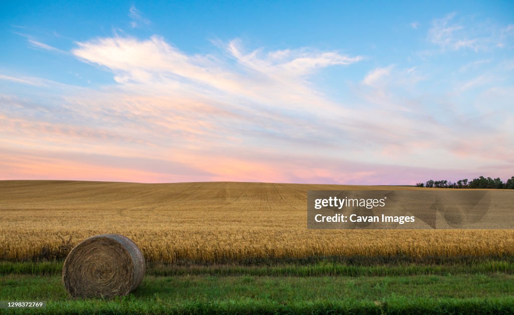 Wheat growing in North Dakota field with hay