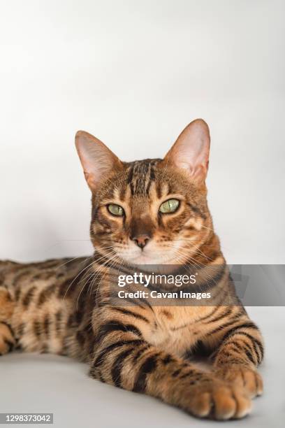 ginger bengal cat with green eyes close up on a white background alone - ginger cat stock pictures, royalty-free photos & images