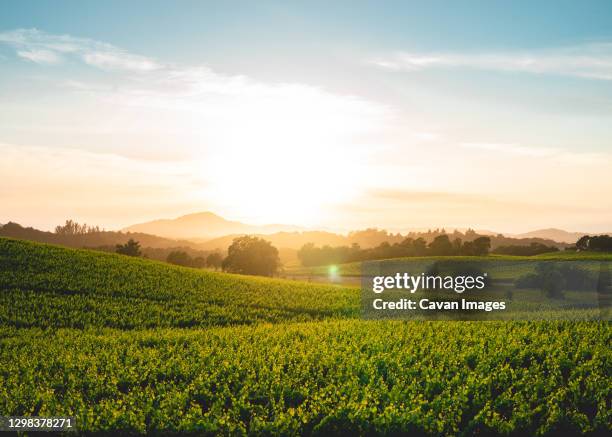 sunset over vineyard in summer - sonoma fotografías e imágenes de stock