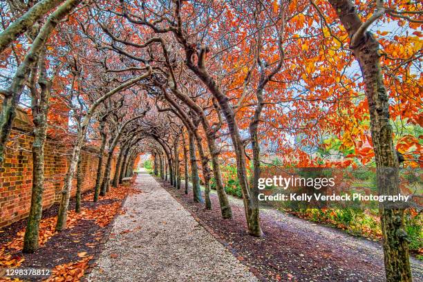tree-covered walkway in autumn - colonial williamsburg, virginia usa - williamsburg virginia bildbanksfoton och bilder