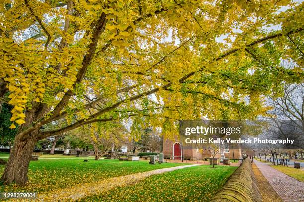 cemetery and ginkgo tree in fall - colonial williamsburg, virginia usa - williamsburg virginia stockfoto's en -beelden