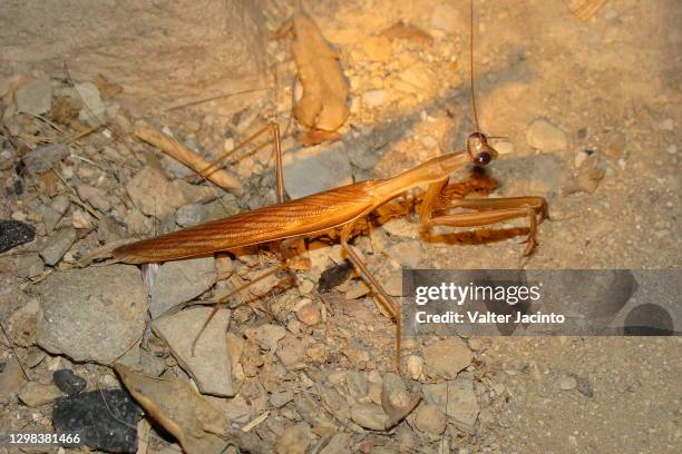 mediterranean mantis (iris oratoria) - iris oratoria stock pictures, royalty-free photos & images