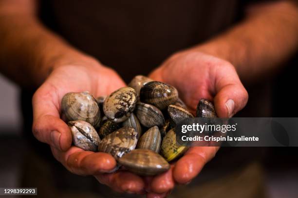 fresh clams in the hands of a man. - clam seafood stock pictures, royalty-free photos & images