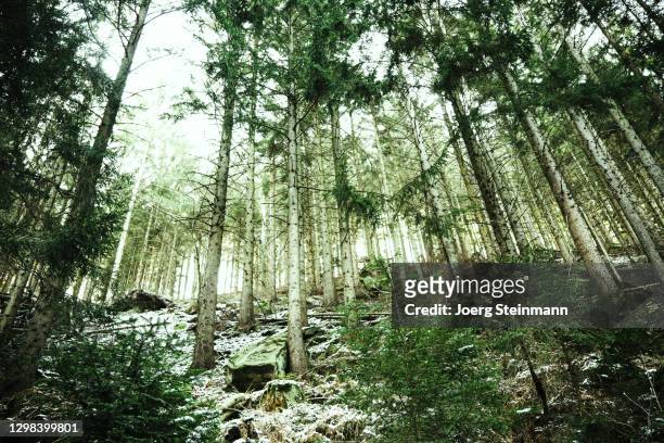 winterforest - joerg steinmann stock pictures, royalty-free photos & images