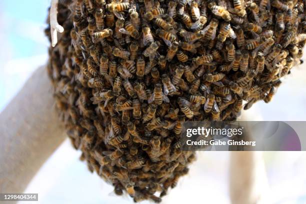 swarming honey bees form a cluster - swarm stock pictures, royalty-free photos & images