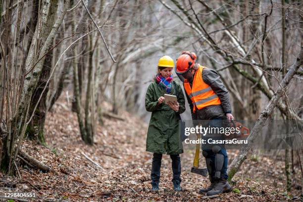 forest manager and lumberjack planning using digital tablet - forester stock pictures, royalty-free photos & images