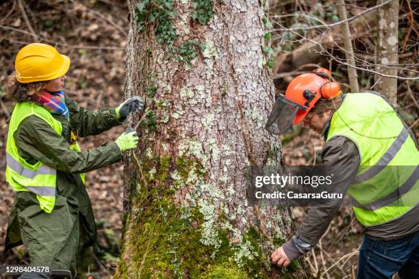 forester and lumberjack clearing ivy from spruce tree trunk - forestry worker stock pictures, royalty-free photos & images