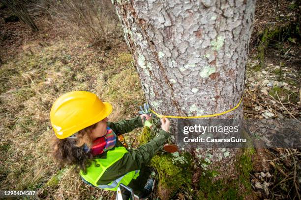 weibliche förstermessung baumstamm umfang - forestry worker stock-fotos und bilder