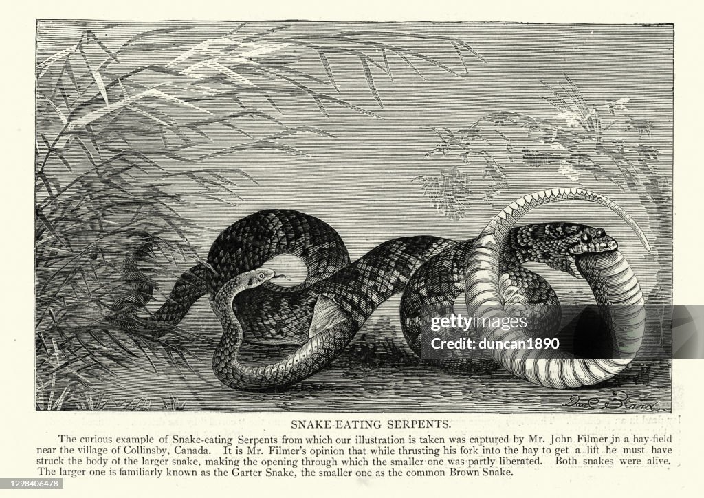 Garter snake eating a common brown snake, 19th Century