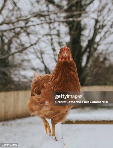 front facing chicken in snow looking directly at the camera - facing things head on stock pictures, royalty-free photos & images