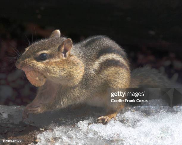 chipmunk on snow - chipmunk stock pictures, royalty-free photos & images