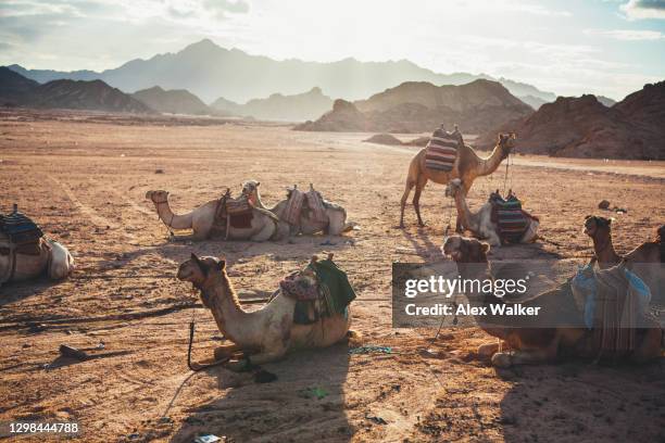 a group of camels seated in rural egyptian desert - sharm el sheikh stockfoto's en -beelden