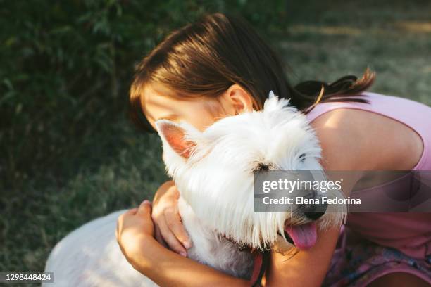 portrait of a dog with a laughing girl. - west highland white terrier stock-fotos und bilder