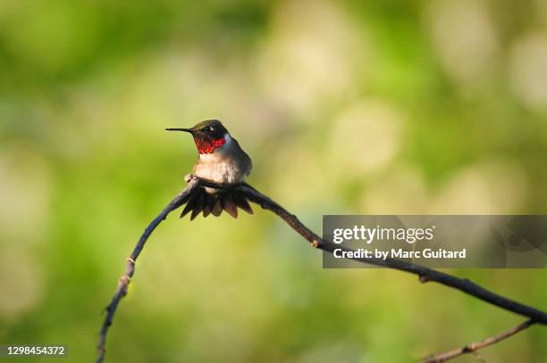 ruby-throated hummingbird (archilochus colubris), fredericton, new brunswick, canada - ruby throated hummingbird stock pictures, royalty-free photos & images