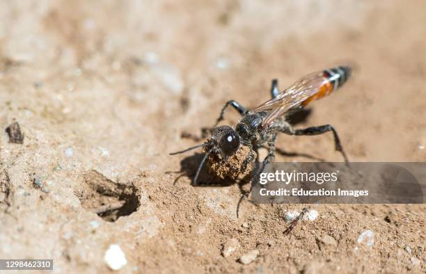 Female of Prionyx kirbii, a thread-waisted wasp, from the Sphecidae family, digging a tunnel in sandy soil, preparing for nesting, Valais,...