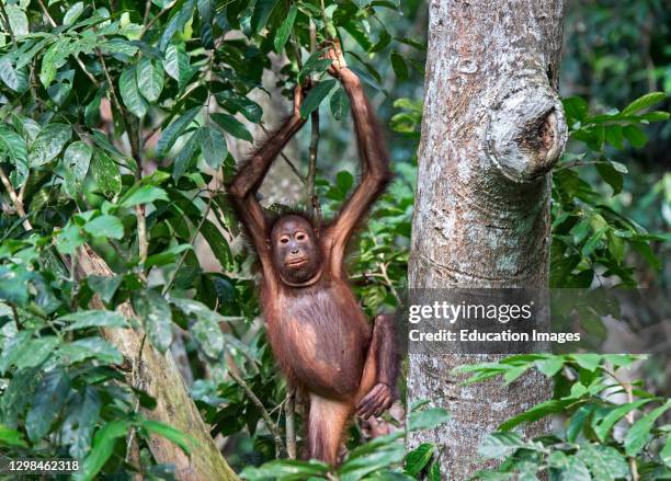 Juvenile Orang-Utan, Kabili-Sepilok Nature Reserve, Sabah, Borneo, Malaysia.