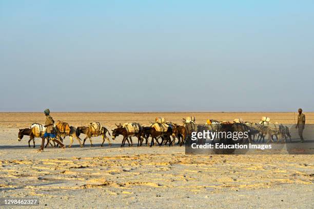 Donkeys transporting salt blocks on Lake Assale, Danakil depression, Afar region, Ethiopia.