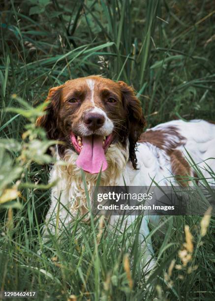 Springer Spaniel laying in the long grass, UK.