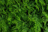 green ferns leaves in the forest, natural vegetation fern pattern background