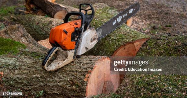 Chain Saw Tree Ringing Chained To Tree Photos and Premium High Res Pictures - Getty Images