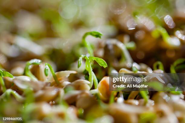 lentil germination - germinating stock pictures, royalty-free photos & images