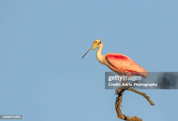 Roseate Spoonbill Habitat Photos and Premium High Res Pictures - Getty ...