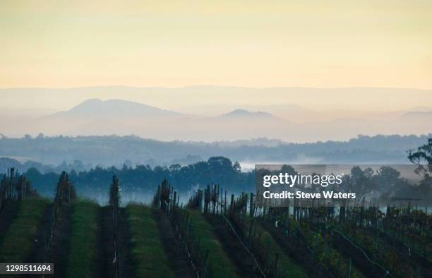 misty blue hills and vineyard at sunrise, hunter valley. - hunter valley stock-fotos und bilder