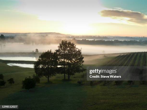 morning mists and vineyard, hunter valley. - hunter valley stock pictures, royalty-free photos & images