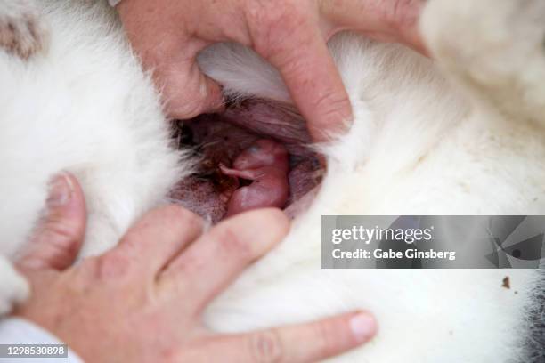 a baby wallaby in it's mother's pouch - kangaroo stockfoto's en -beelden