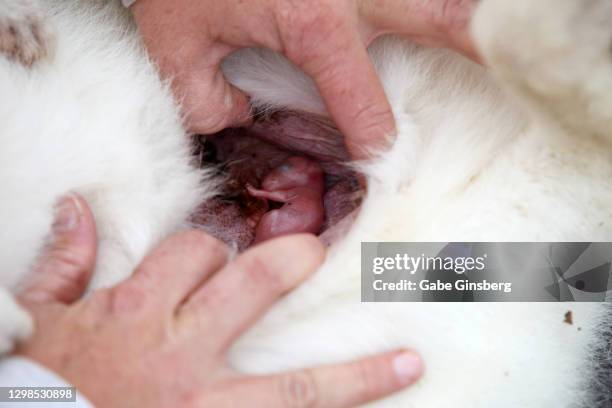 a baby wallaby in it's mother's pouch - kangaroo stock pictures, royalty-free photos & images