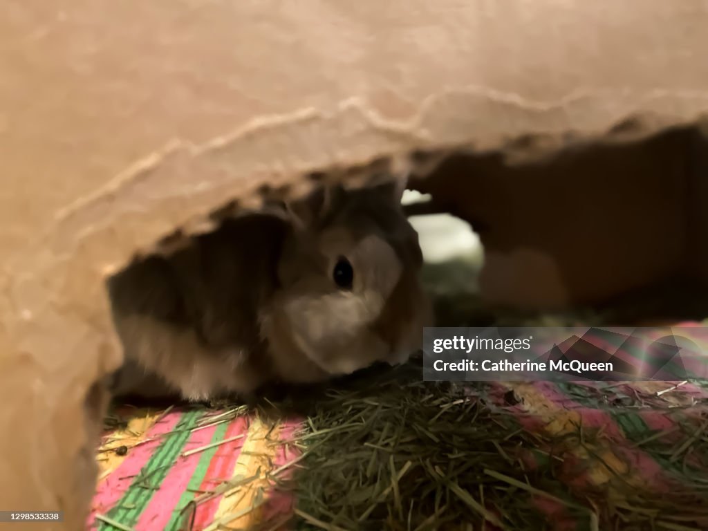 Portrait of pet netherland dwarf bunny in a homemade cardboard playhouse
