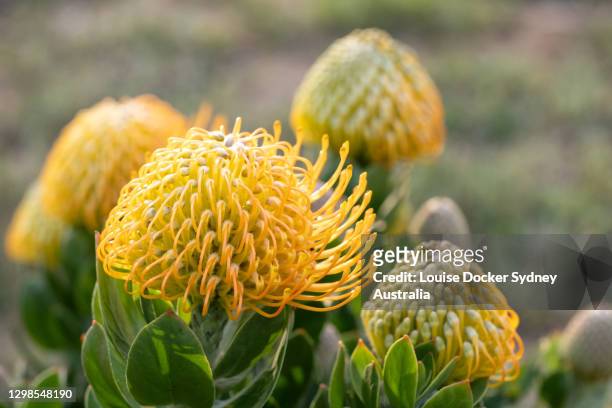 leucospermum moonlight flowers - louise docker sydney australia stock pictures, royalty-free photos & images