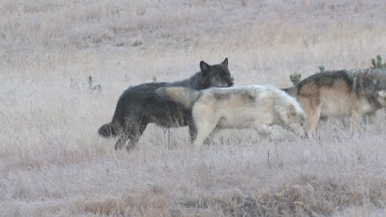 Wolves Moving 11,932 Wolf Stock Videos, Footage, & 4K Video Clips - Getty Images