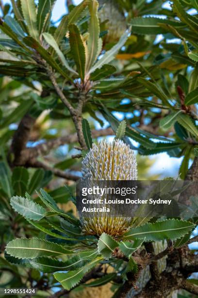 old man banksia cones - louise docker sydney australia stock pictures, royalty-free photos & images